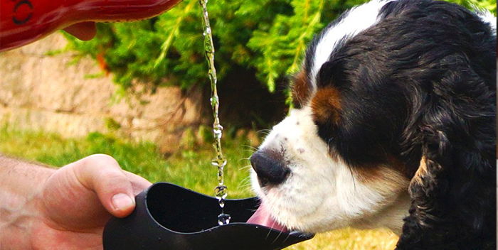 Cane Gadget