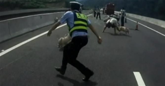 Maialini in fuga sull’autostrada cinese. La polizia li rincorre (video)