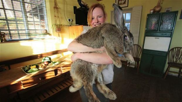 Ralph, il coniglio gigante che pesa oltre 20 Kg