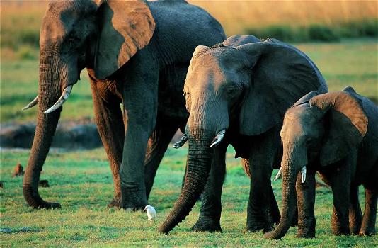 Sos elefanti africani: sono a rischio estinzione e nel 2025 non esisteranno più