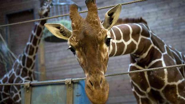 Il cucciolo di giraffa Marius ucciso allo Zoo di Copenaghen