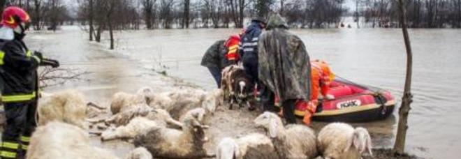 Maltempo: a Treviso 200 pecore e agnellini annegati nei campi allagati dal fiume