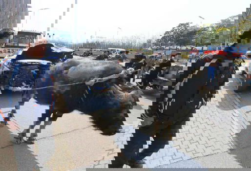 Cina: Bmw si schianta, il proprietario “affitta” un bufalo (foto)