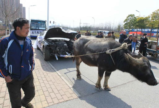 Cina: Bmw si schianta, il proprietario “affitta” un bufalo (foto)