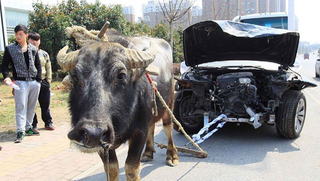 Cina: Bmw si schianta, il proprietario “affitta” un bufalo (foto)