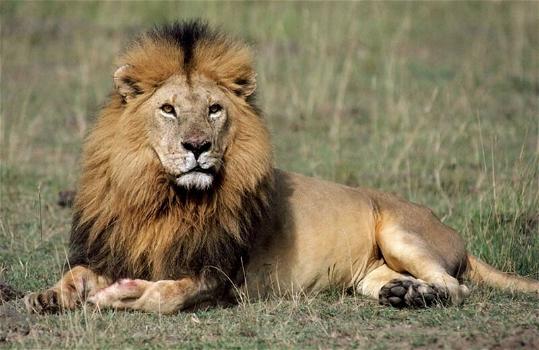 Zimbabwe: due innamorati aggrediti da un leone nella savana, muore la ragazza