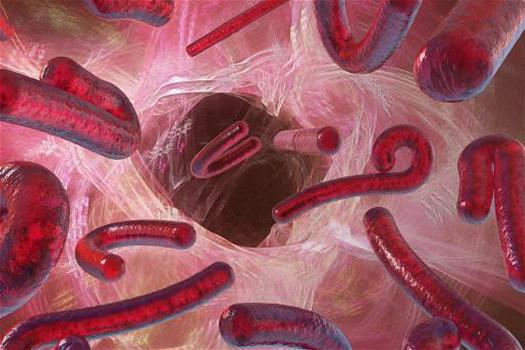 Virus Ebola: sintomi e trasmissione