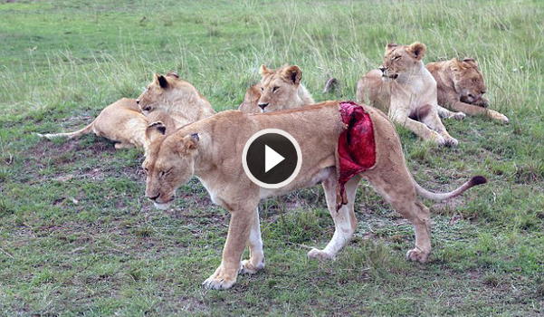 Team di veterinari salva la vita alla leonessa sbranata da un bufalo