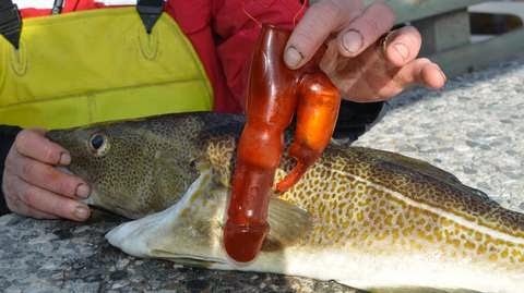 Norvegia: Pescatore trova un vibratore nello stomaco di un merluzzo