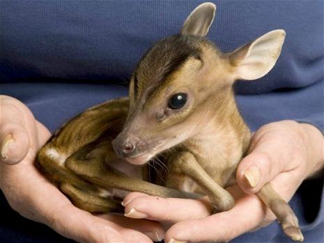Il cervo più piccolo del mondo nato in Spagna
