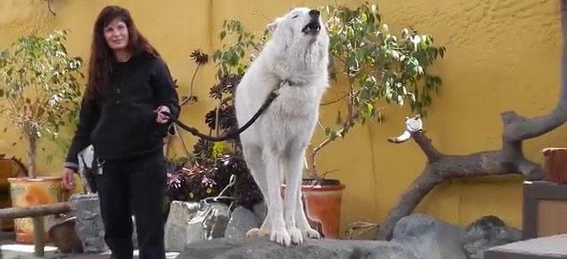 L’ululato di un lupo bianco tenuto al guinzaglio come un cane