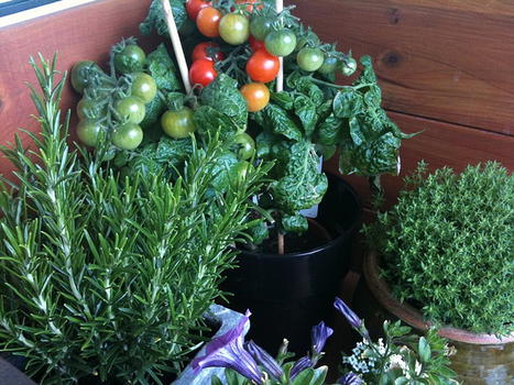 Orto sul balcone: bello e salutare, aiuta a dare un taglio alla spesa