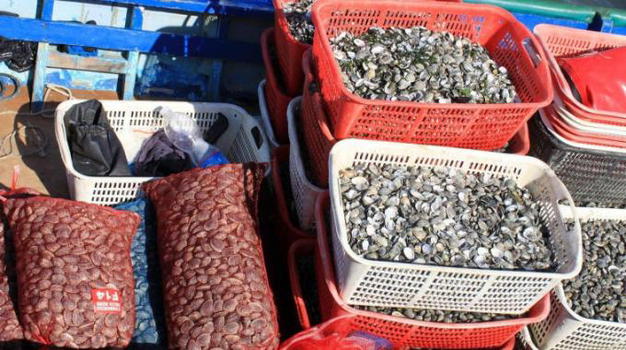 Pescatori abusivi, 24 arresti e sequestri. Molte regioni coinvolte