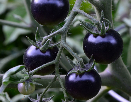 Una strana varietà di pomodori neri che giovano alla salute