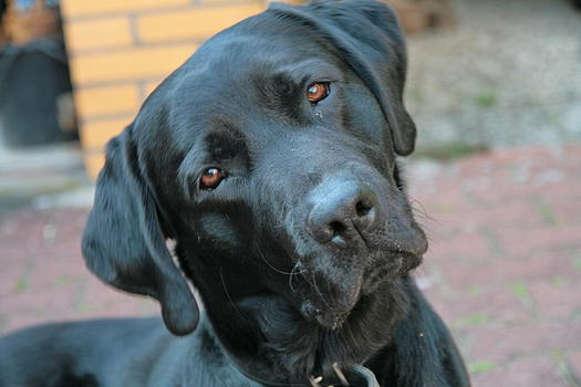 Tumore alla prostata: presto l’uso dei cani per diagnosticarlo