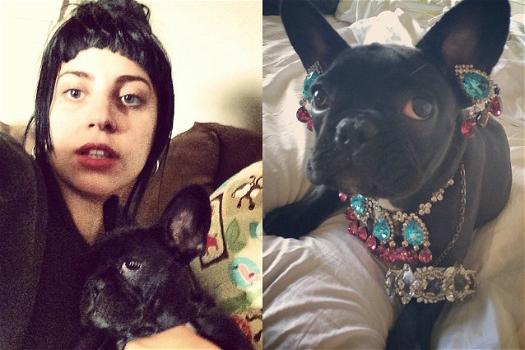 Il cane di Lady Gaga indossa lussuosi gioielli