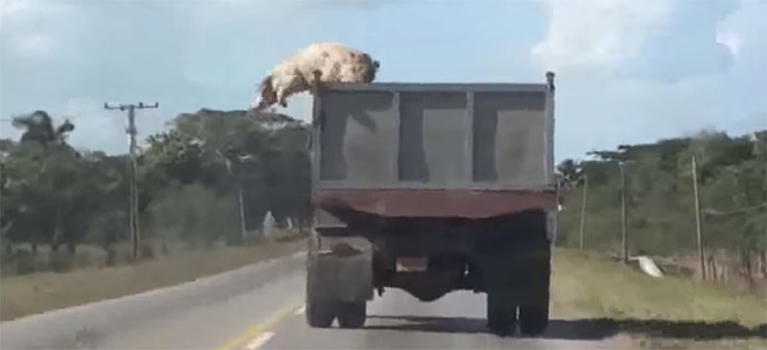 Il salto coraggioso del maiale dal camion in corsa