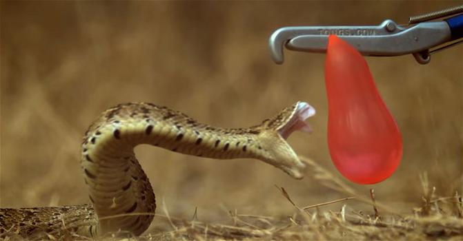 Il video mozzafiato dell’attacco di un serpente in slow motion