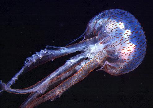 Isole Eolie invase dalle meduse: è allarme