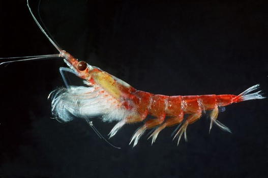 Olio di krill: benefici ed effetti indesiderati