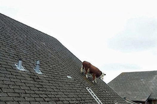Berna, una mucca passeggia senza paura sui tetti