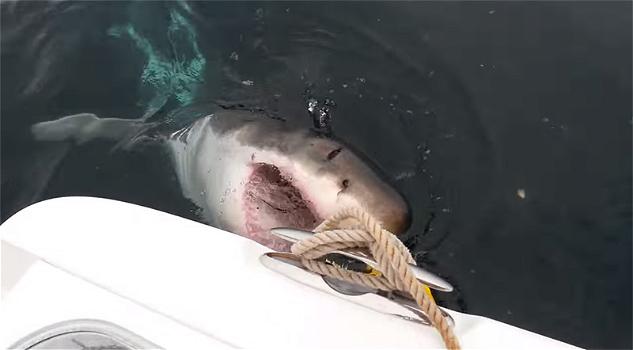 New Jersey: enorme squalo bianco attacca una barca