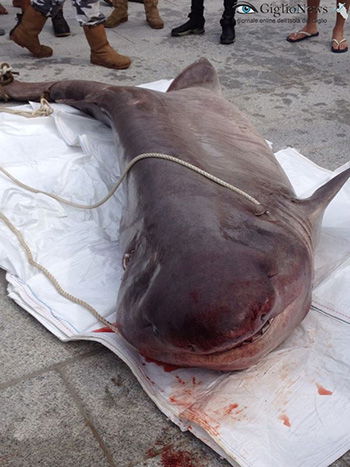 Squalo morto ritrovato nelle acque dell'Isola del Giglio