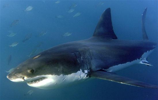Australia: squalo di 3 metri mangiato da un altro “mostro”