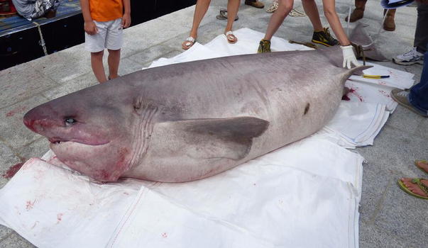 Squalo morto ritrovato nelle acque dell’Isola del Giglio