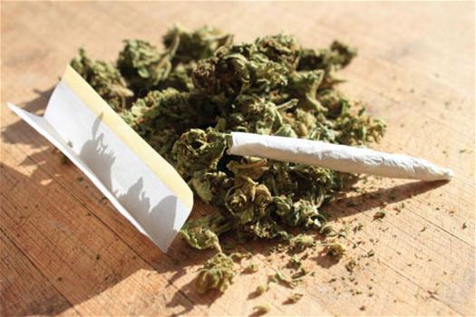 Cannabis: trovate sostanze tossiche nella produzione illegale