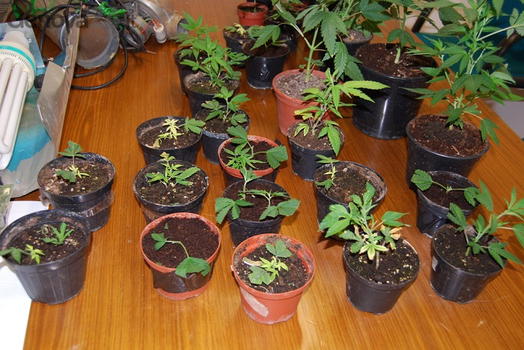 Coltivare marijuana sul proprio terrazzo non è reato