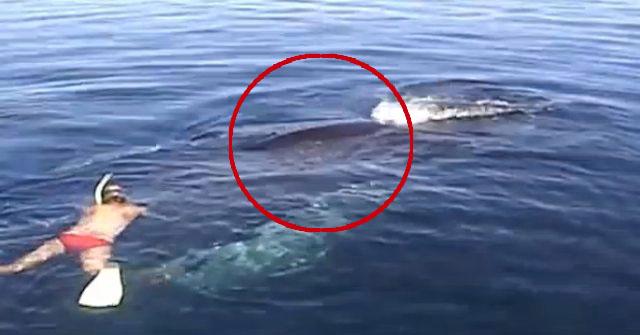 Uno snorkeler vede una balena di una tonnellata. Appena si avvicina a lei, fa una scoperta scioccante