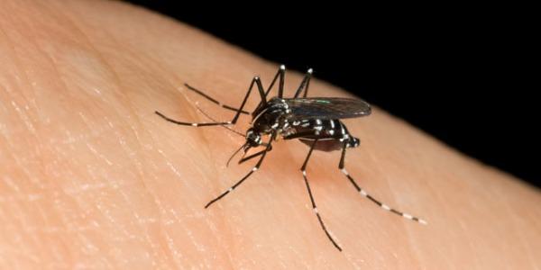Come tenere lontane le zanzare evitando le punture
