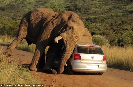 Elefante si gratta su una macchina durante un safari