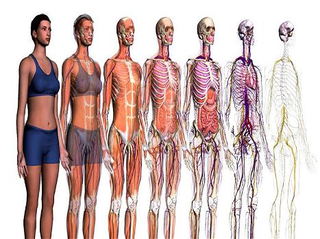 Google: da oggi mappato anche il corpo umano