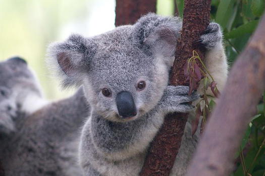 Salva un koala con la rianimazione bocca a bocca