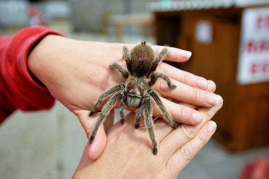 Pulisce la cucina e trova una tarantola gigante