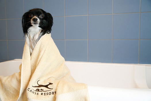 Hotel di lusso per Fido e altre stranezze