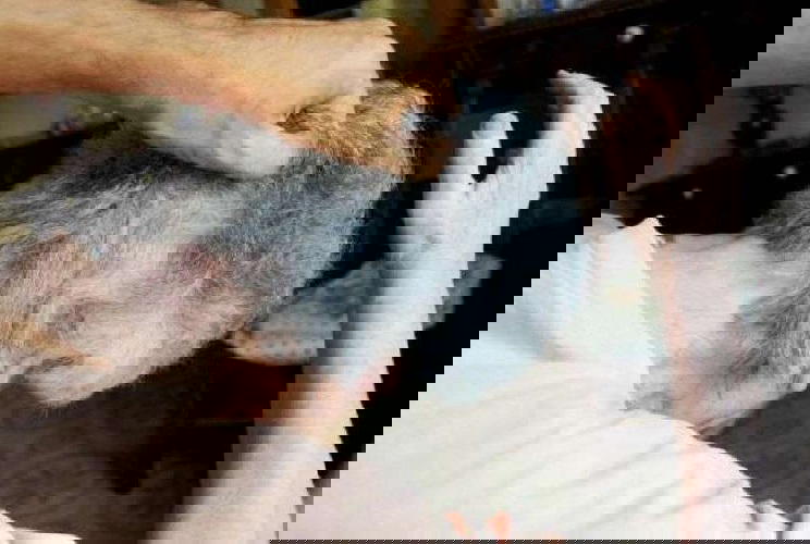 Assistente di una casa di cura arrestata. “Schiaffi e insulti agli anziani”