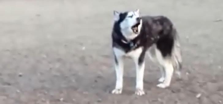 Ecco come reagisce questo cane quando arriva il momento di andare via dal parco giochi