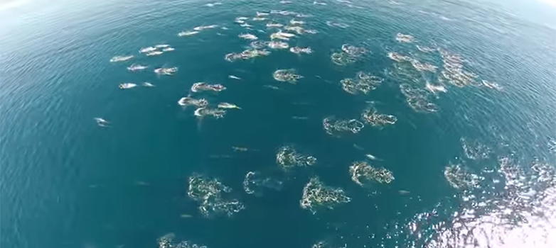 Ecco una visione unica dell’oceano grazie ad un drone. Ciò che immortala lascia senza parole
