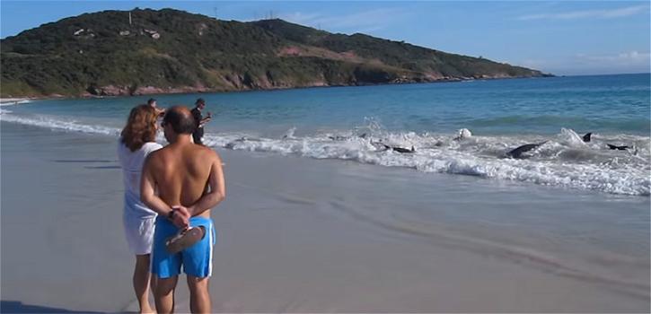 Arraial Do Cabo: Turisti aiutano un gruppo di 30 delfini spiaggiati