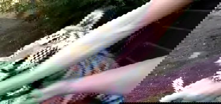Un dentista estrae un dente ad una tigre. La sua reazione vi stupirà