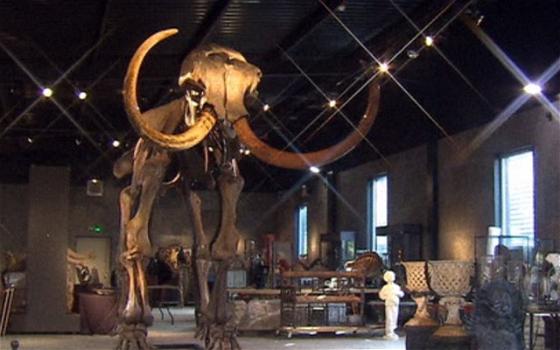 Mammut in vendita per 250 mila sterline