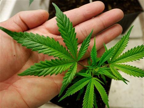 L’Italia acconsente alla produzione della “marijuana di Stato”