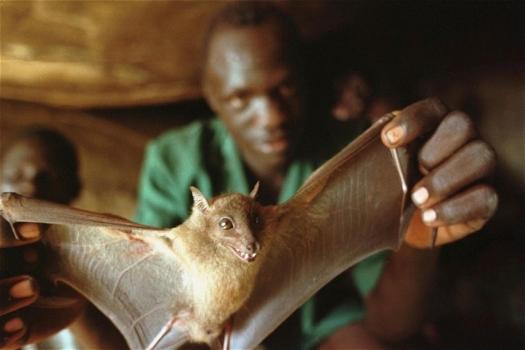 Virus Ebola: l’origine va cercata nei pipistrelli