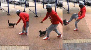 Prende a calci il gatto e mette il video su You Tube. Adesso rischia un anno di carcere