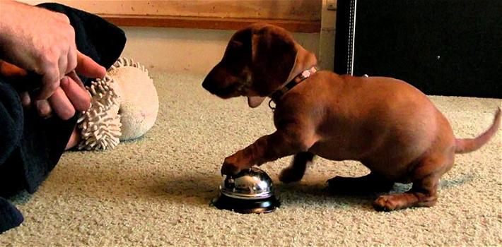 Questo cane impara a suonare il campanello per avere un premio. Quando impara non la smette più