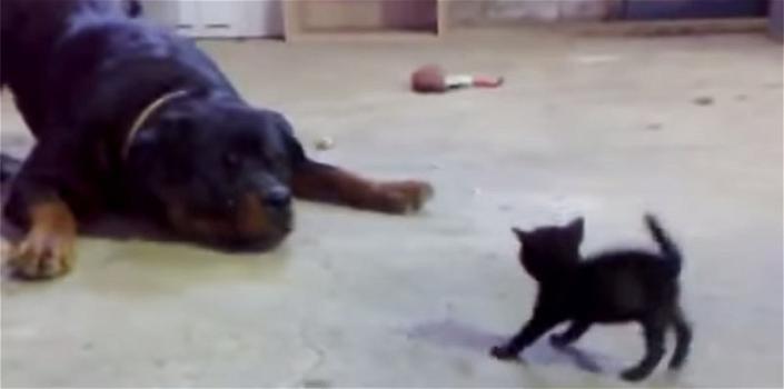 Un gattino coraggioso affronta un enorme Rottweiler. Il video sta facendo impazzire il web