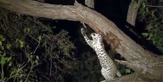 Ecco la reazione di un leopardo quando scopre il cucciolo della sua preda